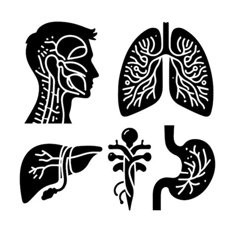 Premium Vector Human Organ Set Vector Silhouette