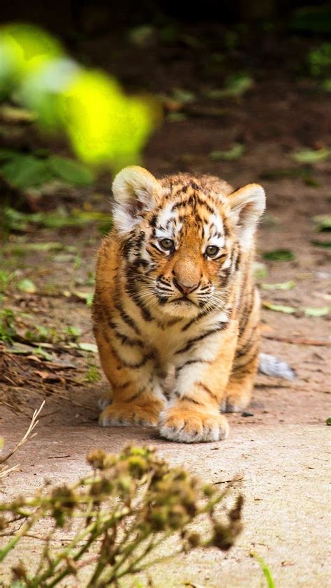 Cute Baby Tiger Cub Cute Baby Tiger Cub Tiger Baby Hd Phone