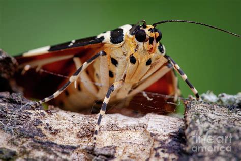 Jersey Tiger Moth By Heath Mcdonald Science Photo Library