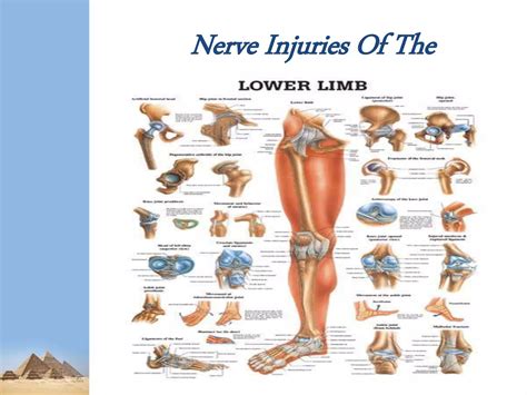 Lower Limb Nerve Injuries Ppt