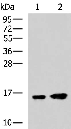 Map Lc A Anti Map Lc A Mouse Monoclonal Antibody