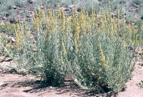 Cold Desert Plants - Crimson Sands Tourism