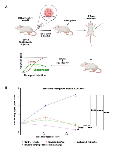 In Vivo Effects Of Ibrutinib And Bortezomib On A Leukemia A