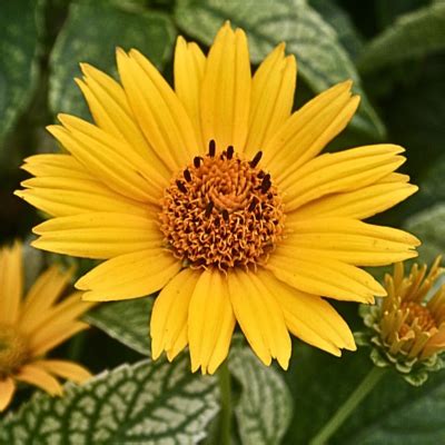 Heliopsis ‘Oriole Variegata’: A Stunning Addition to Your Garden – Must ...