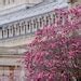 Spring In Paris At Palais Royal Pink Magnolias By Falling Off Bicycles