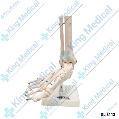 Jual Alat Peraga Manekin Kerangka Kaki Life Size Foot Joint GL 8113