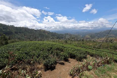 Tea Plantations in Sri Lanka Stock Photo - Image of fields, plantation ...