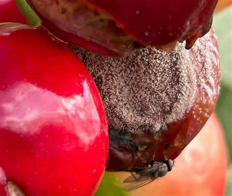 Maltempo In Puglia Si Contano I Danni Ciliegie Andate Perdute