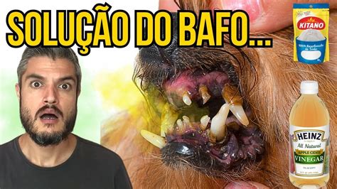 COMO TIRAR O TARTARO DO CACHORRO EM CASA ELIMINAR BAFO DO CÃO