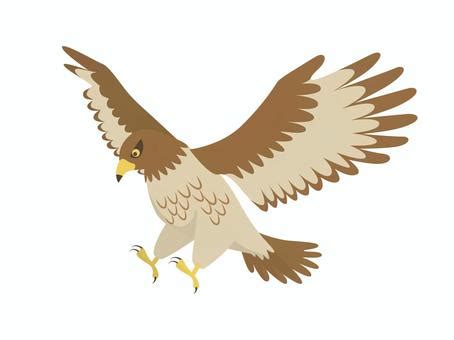 Hawk Clipart Png Images