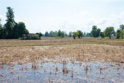 El Paisaje Del Campo En Don Det En 4000 Islas Champasak Provincia Laos