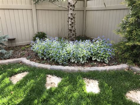 Brunnera Jack Frost In Bloom Stays In Bloom For A Very Long Time