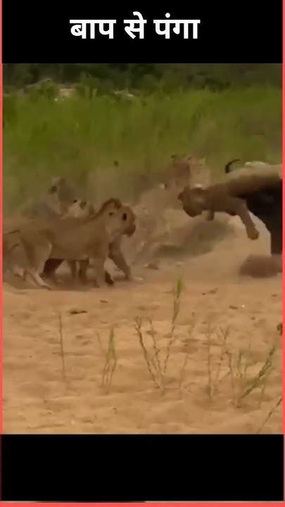 Lion Vs Buffalo Real Fight To Death New Original Video Hd Youtube