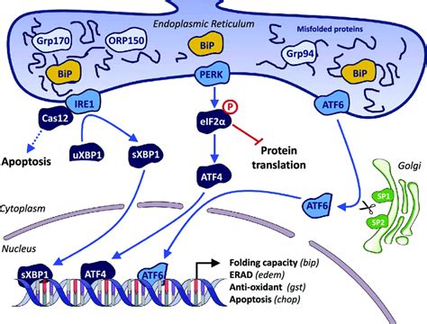 Schematic View Of The Unfolded Protein Response Accumulation Of