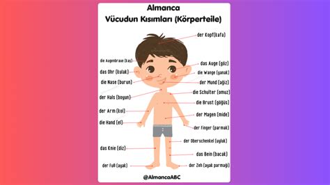 Almanca Vücudun Bölümleri Körperteile AlmancaABC