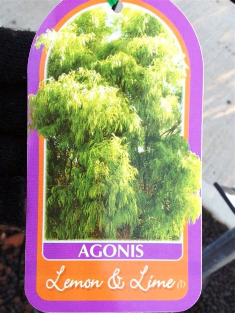 Agonis Flexuosa Lemon And Lime Wholesale Nursery Nurseries In