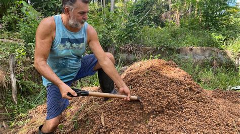 ADUBO ORGÂNICO FAZENDO ADUBO ORGÂNICO CAROÇOS DE AÇAÍ YouTube