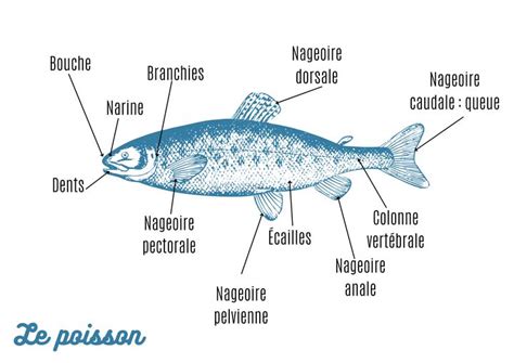 Les Parties Du Poisson