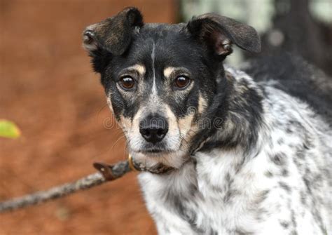 Tricolored Australian Cattle Dog Heeler Mix Outside on Leash Stock ...