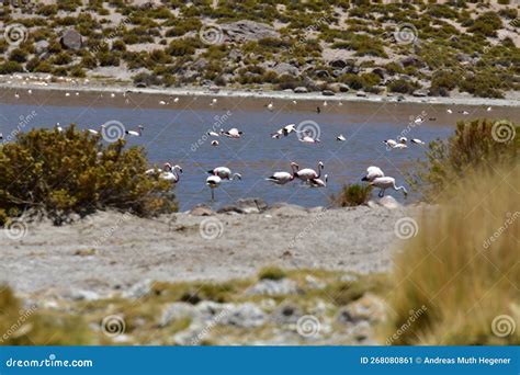 Flamingos in Atacama Desert Chile South America Stock Image - Image of chile, exotic: 268080861