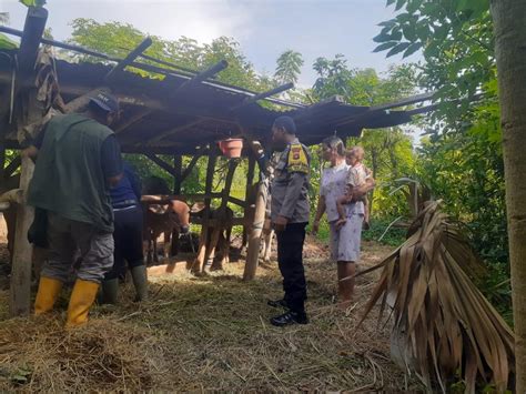 UPAYA PENCEGAHAN Dan PENANGANAN PENYAKIT MULUT Dan KUKU PMK Website