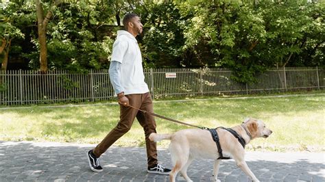 Pasear Perros Cómo Pasear Correctamente A Tu Perro