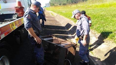 Pol Cia Ambiental Resgata Lobo Guar Atropelado Na Castelo Branco