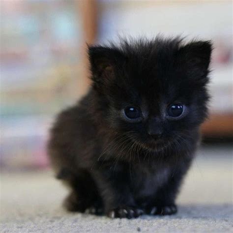 Kitty. | Милые детеныши животных, Детеныши животных, Милые котики