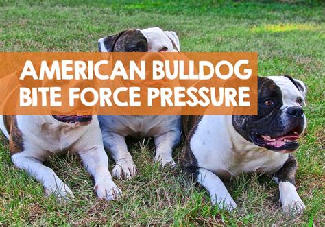 American Bulldog Bite Force Strength (PSI): How Strong is Bite?