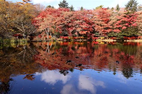 紅葉に染まる雲場池 写真共有サイト「フォト蔵」