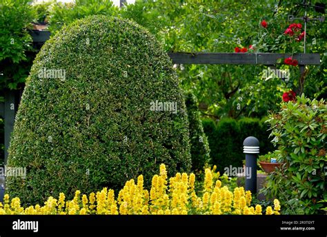 Golden Geranium Flowering In The Front Garden Boxwood Topiary Stock