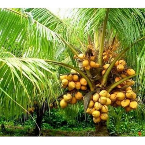 Very Rare Costa Rican Certified Dwarf Yellow Malayan Coconut Seeds Free