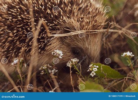 Adorable Little Hedgehog with Sharp Spikes on the Sand Stock Image ...