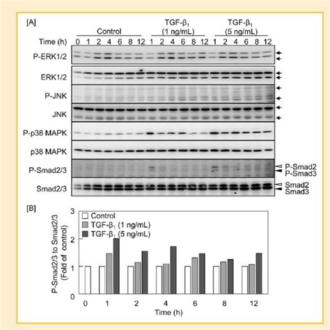 Effects Of Tgf B On The Activation Of Erk Jnk P Mapk And