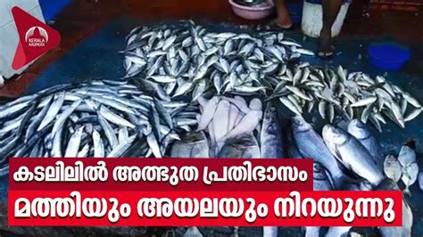 Sardine Indian Mackerel കടലിലിൽ അത്ഭുത പ്രതിഭാസം മത്തിയും അയലയും നിറയുന്നു Mathi Chala