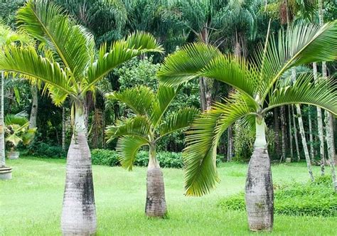 Tipos De Palmeiras 65 Plantas Perfeitas Para Seus Vasos E Jardins