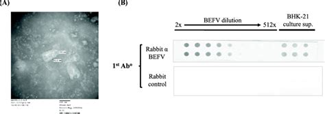 Dot Blot Assay Prepared Using Antibodies Raised Against Purified Befv