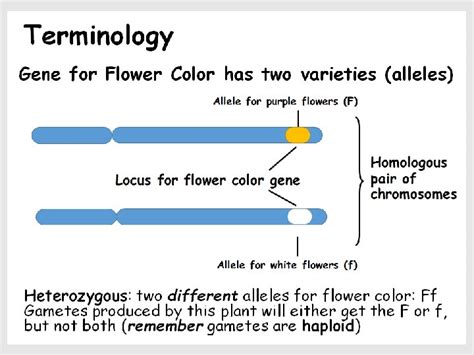 Chapter 12 Mendels Experiments And Heredity General Biology