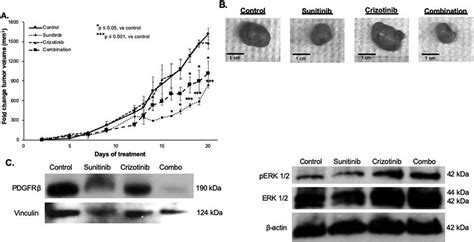 Sunitinib Significantly Decreased Tumor Growth And Improved