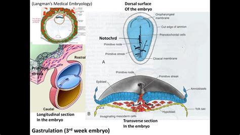 Embryology 3rd Week Of Human Development Youtube