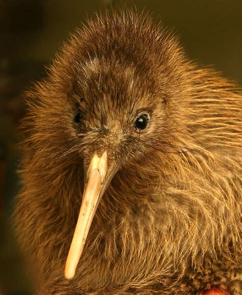 guy  sweet kiwi kiwi bird pet birds beautiful birds