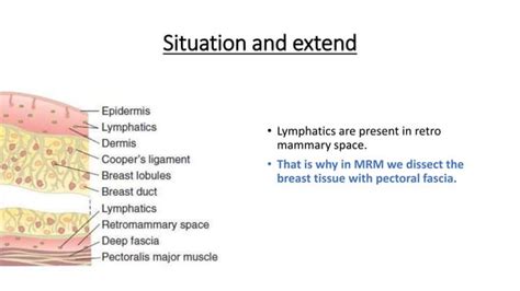 Breast Anatomy Ppt