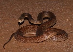 Coastal taipan - Alchetron, The Free Social Encyclopedia