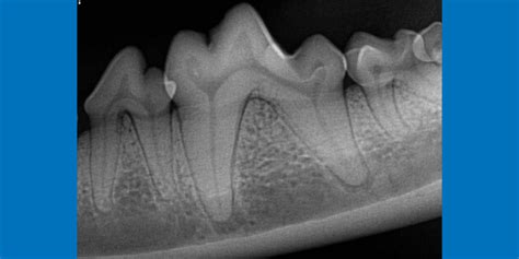 Canine Dental Radiographs