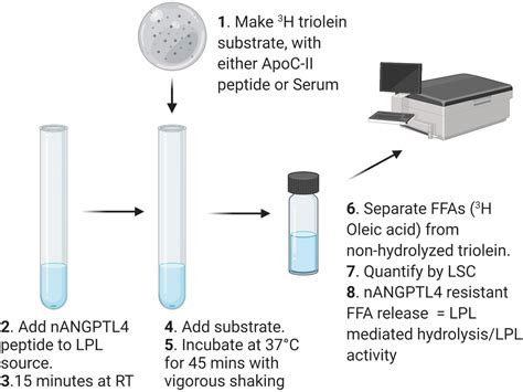 Frontiers Using Synthetic Apoc Ii Peptides And Nangptl4 Fragments To Measure Lipoprotein