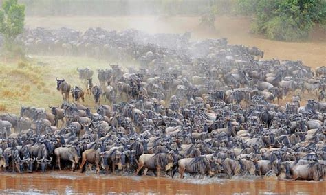 Blue Wildebeest Migration | Wildebeest migration | Tanzania safaris tour