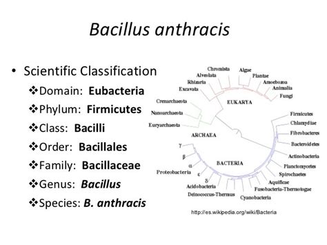 Bacillus Anthracis