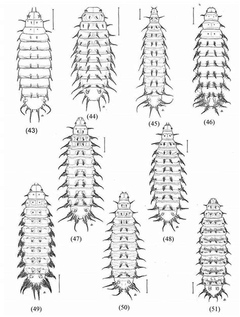 Third Instar Larvae Dorsal No Ventral Processes Shown Euryomma