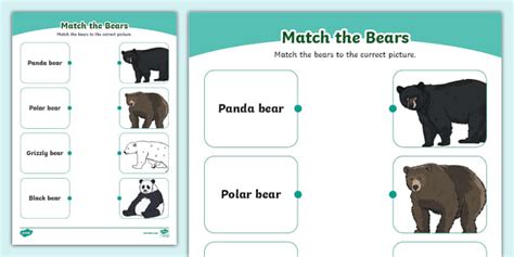 Bears Matching Worksheet Teacher Made Twinkl