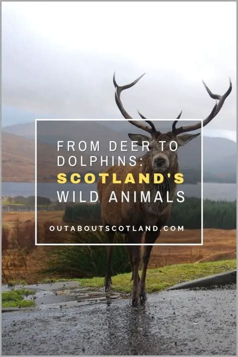 A Guide to the National Animal of Scotland | General Information